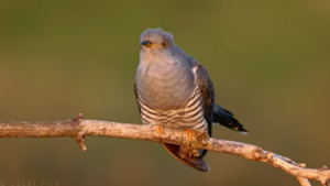 The Common Cuckoo - StepsBackThruTime